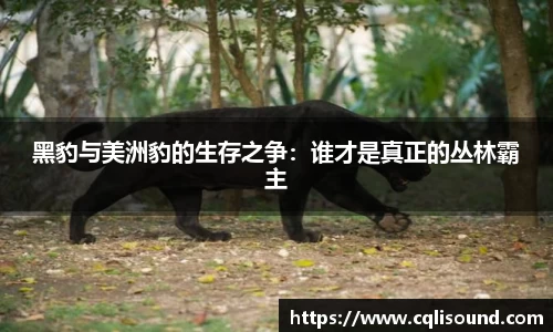 黑豹与美洲豹的生存之争：谁才是真正的丛林霸主